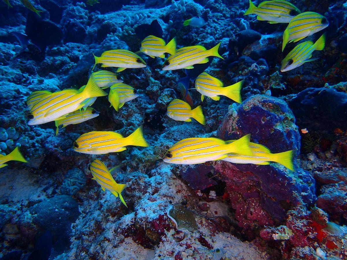 Equa Reef Maldives Hotel Addu City Екстериор снимка