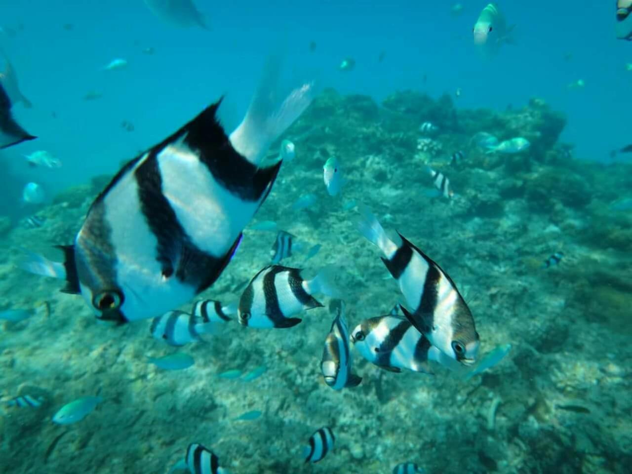 Equa Reef Maldives Hotel Addu City Екстериор снимка