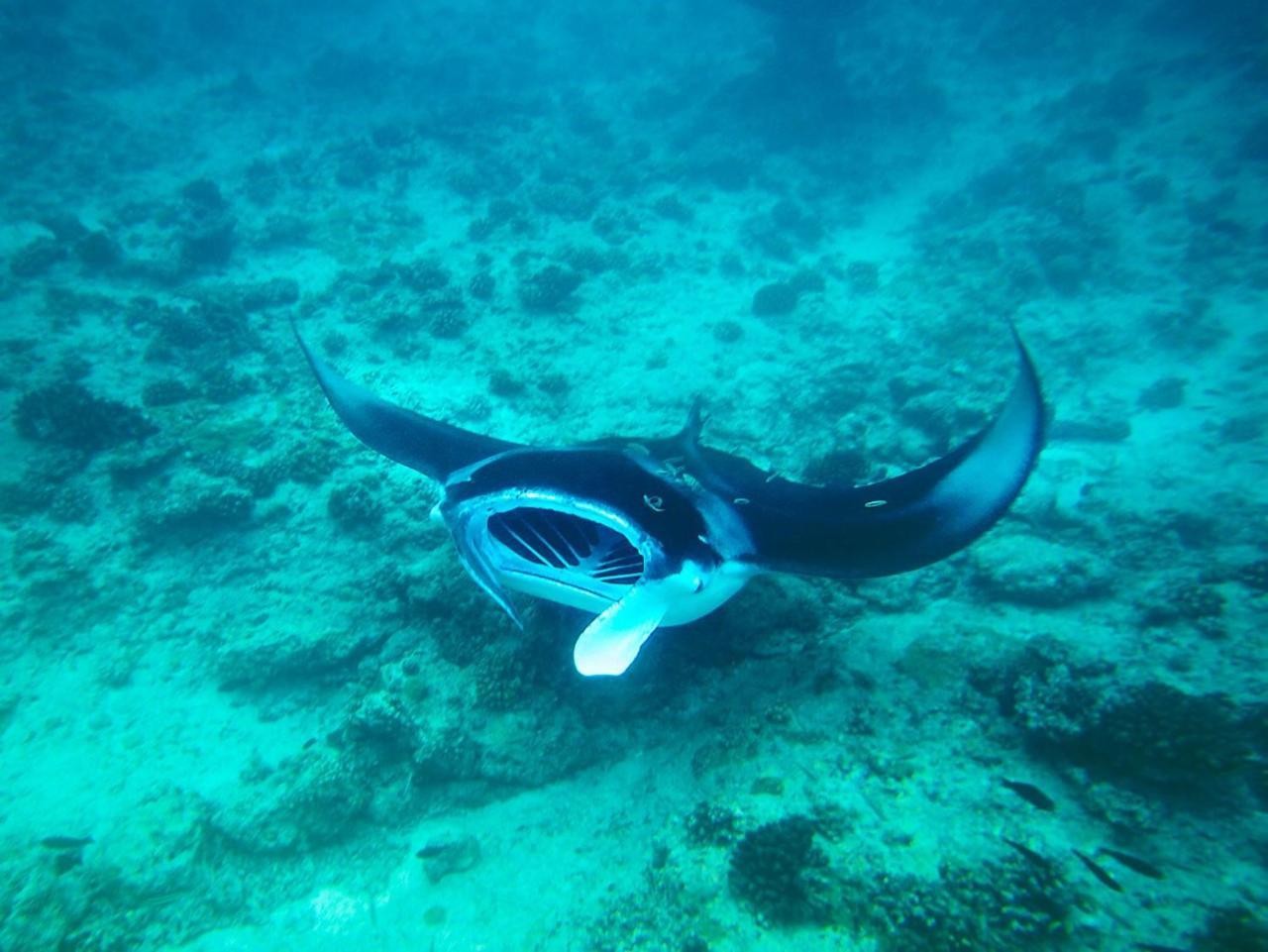 Equa Reef Maldives Hotel Addu City Екстериор снимка